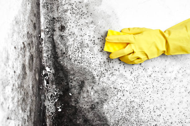 Best Mold Remediation for Rental Properties  in Moss Point, MS