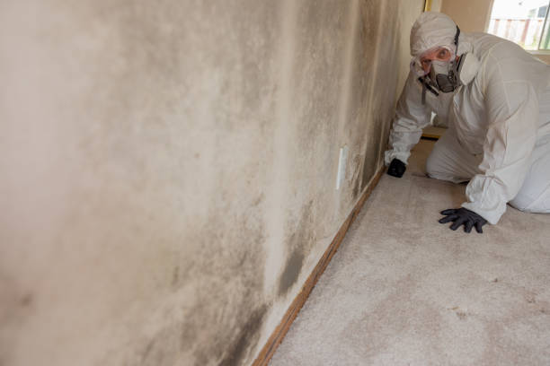 Best Biohazard Mold Removal  in Moss Point, MS